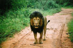 S Africa Lion